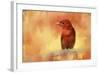 Summer Red-Jai Johnson-Framed Giclee Print