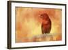 Summer Red-Jai Johnson-Framed Giclee Print