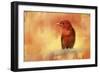 Summer Red-Jai Johnson-Framed Giclee Print