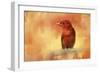 Summer Red-Jai Johnson-Framed Giclee Print