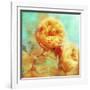 Summer Romance-Tina Lavoie-Framed Giclee Print