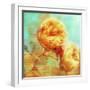 Summer Romance-Tina Lavoie-Framed Giclee Print