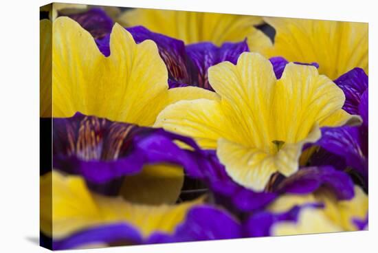 Summer Salpiglossis in Full Bloom, Washington, USA-Terry Eggers-Stretched Canvas