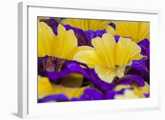 Summer Salpiglossis in Full Bloom, Washington, USA-Terry Eggers-Framed Photographic Print