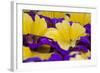Summer Salpiglossis in Full Bloom, Washington, USA-Terry Eggers-Framed Photographic Print