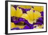 Summer Salpiglossis in Full Bloom, Washington, USA-Terry Eggers-Framed Photographic Print