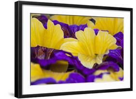 Summer Salpiglossis in Full Bloom, Washington, USA-Terry Eggers-Framed Photographic Print