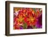 Summer Salpiglossis in Full Bloom, Washington, USA-Terry Eggers-Framed Photographic Print