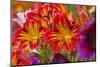 Summer Salpiglossis in Full Bloom, Washington, USA-Terry Eggers-Mounted Photographic Print