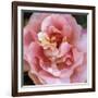 Summer Scent-Pete Kelly-Framed Giclee Print