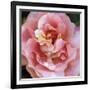 Summer Scent-Pete Kelly-Framed Giclee Print