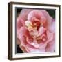 Summer Scent-Pete Kelly-Framed Giclee Print