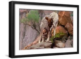 Summer Shade-Gordon Semmens-Framed Giclee Print