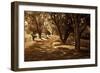 Summer Stroll I-Alan Hausenflock-Framed Photographic Print