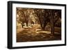 Summer Stroll I-Alan Hausenflock-Framed Photographic Print