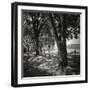 Summer Stroll Square II BW-Alan Hausenflock-Framed Photographic Print