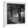 Summer Stroll Square II BW-Alan Hausenflock-Framed Photographic Print