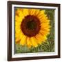 Summer Sun I-Tina Lavoie-Framed Giclee Print