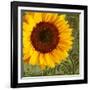 Summer Sun I-Tina Lavoie-Framed Giclee Print