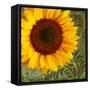 Summer Sun I-Tina Lavoie-Framed Stretched Canvas