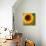 Summer Sun I-Tina Lavoie-Giclee Print displayed on a wall