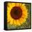 Summer Sun I-Tina Lavoie-Framed Stretched Canvas