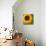 Summer Sun I-Tina Lavoie-Giclee Print displayed on a wall