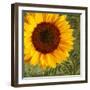 Summer Sun I-Tina Lavoie-Framed Giclee Print