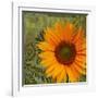 Summer Sun II-Tina Lavoie-Framed Giclee Print