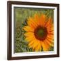 Summer Sun II-Tina Lavoie-Framed Giclee Print