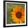 Summer Sun II-Tina Lavoie-Framed Giclee Print