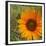 Summer Sun II-Tina Lavoie-Framed Giclee Print