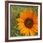 Summer Sun II-Tina Lavoie-Framed Giclee Print