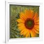 Summer Sun II-Tina Lavoie-Framed Giclee Print