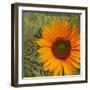 Summer Sun II-Tina Lavoie-Framed Premium Giclee Print