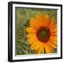 Summer Sun II-Tina Lavoie-Framed Premium Giclee Print