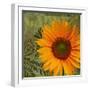 Summer Sun II-Tina Lavoie-Framed Premium Giclee Print