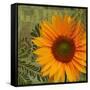 Summer Sun II-Tina Lavoie-Framed Stretched Canvas