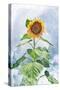 Summer Sunflower-Kali Wilson-Stretched Canvas