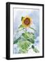 Summer Sunflower-Kali Wilson-Framed Art Print