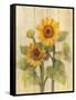 Summer Sunflowers II on Barnboard-Albena Hristova-Framed Stretched Canvas