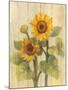 Summer Sunflowers II on Barnboard-Albena Hristova-Mounted Art Print