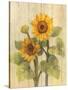 Summer Sunflowers II on Barnboard-Albena Hristova-Stretched Canvas