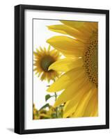 Summer Sunflowers in Tuscany, Italy-Michele Molinari-Framed Photographic Print