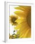 Summer Sunflowers in Tuscany, Italy-Michele Molinari-Framed Photographic Print