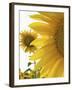 Summer Sunflowers in Tuscany, Italy-Michele Molinari-Framed Photographic Print