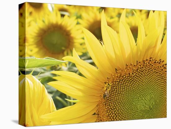 Summer Sunflowers in Tuscany, Italy-Michele Molinari-Stretched Canvas