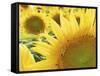 Summer Sunflowers in Tuscany, Italy-Michele Molinari-Framed Stretched Canvas