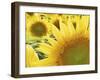 Summer Sunflowers in Tuscany, Italy-Michele Molinari-Framed Photographic Print