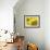 Summer Sunflowers in Tuscany, Italy-Michele Molinari-Framed Photographic Print displayed on a wall